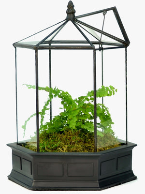 TERRARIUM - HEXAGON 3MM THICK GLASS WITH LEAD-FREE SOLDER
